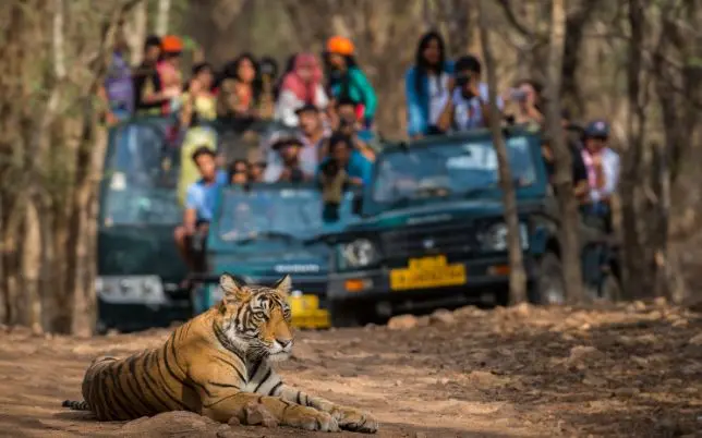 Ranthambore Tigre Safari Tour