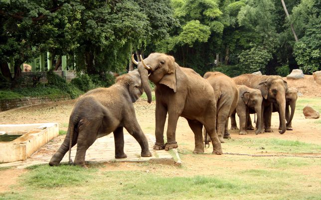 mysore zoo