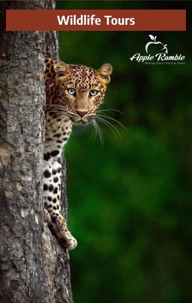 Leopard peeking curiously from behind a tree in the jungle during a wildlife safari with Apple Ramble Tour & Travels.