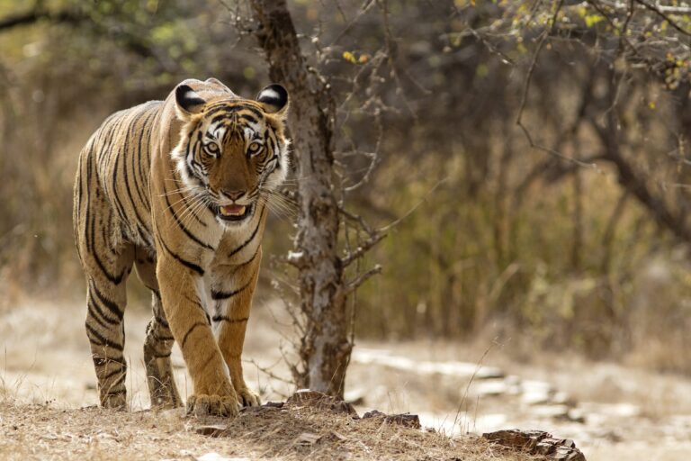 Jaipur to Ranthambore Tour Package