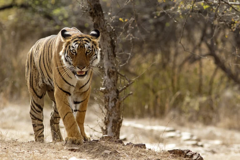 Jaipur to Ranthambore Tour Package