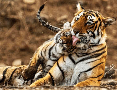 Golden Triangle Tour with Tiger Safari Ranthambore