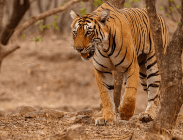 Rajasthan Wildlife Tour Package