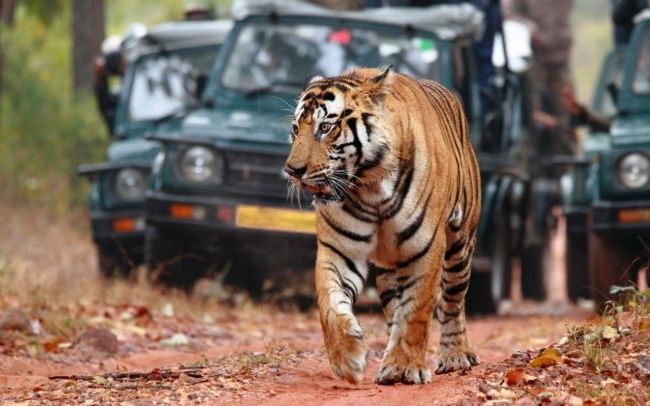 Jaipur Ranthambore Tour​