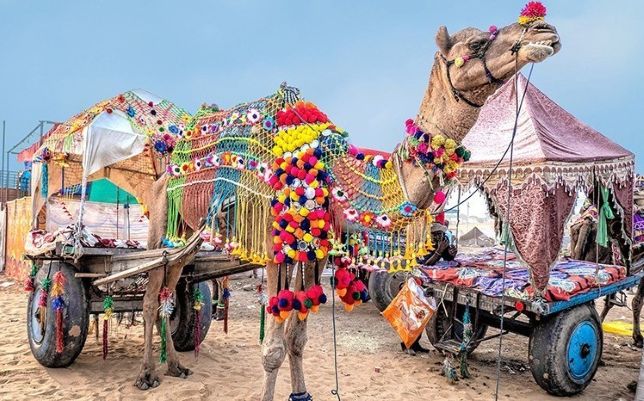 Pushkar Camel Safari​