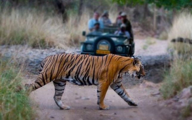 Ranthambore Tiger Safari Tour​