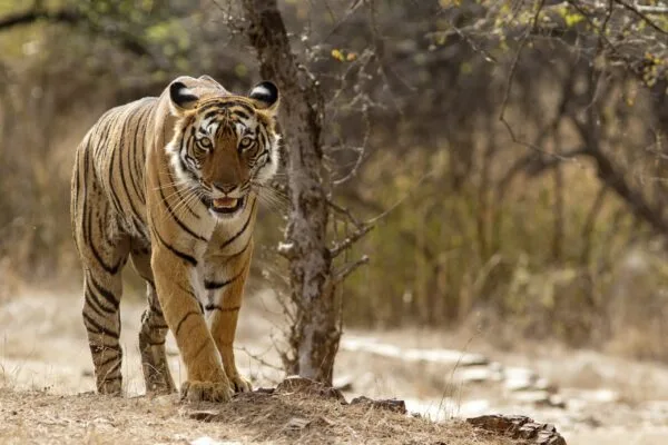 Jaipur to Ranthambore Tour Package